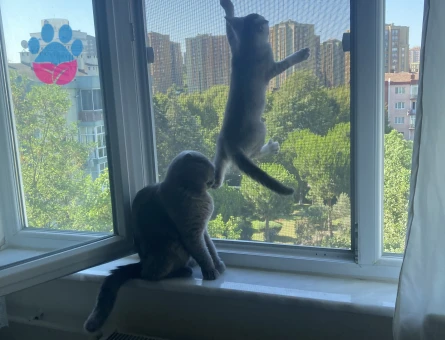 Scottish Straight 5 Aylık 2 Erkek Yavru ücretsiz