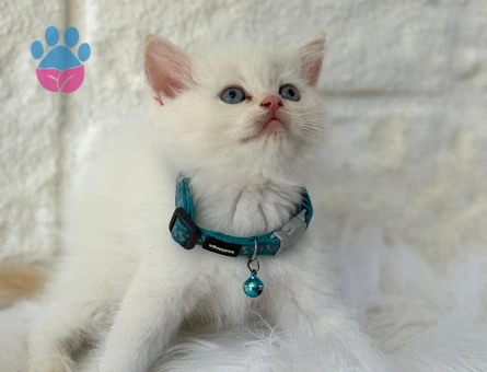 British Shorthair Red Point 2 Aylık Bebeğimiz