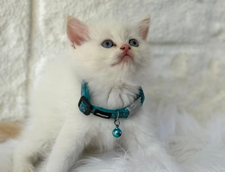 British Shorthair Red Point 2 Aylık Bebeğimiz