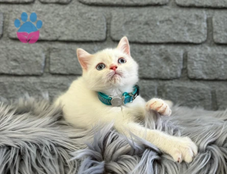 British Shorthair Kar Beyazı 2 Aylık Yavrumuz
