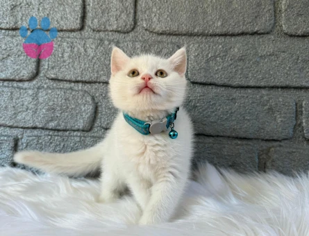 British Shorthair Bembeyaz Erkek Yavrumuz