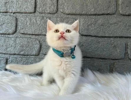 British Shorthair Bembeyaz Erkek Yavrumuz