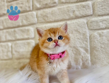 British Shorthair Golden Sarı Papatya Yuva Arıyor