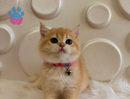 British Shorthair Golden Sarı Papatya Yuva Arıyor