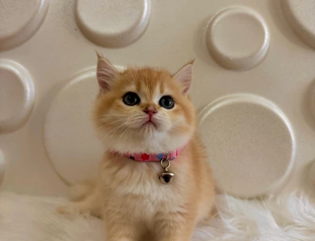 British Shorthair Golden Sarı Papatya Yuva Arıyor