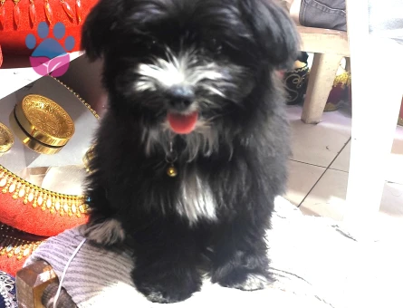 Süs köpeği - 6146