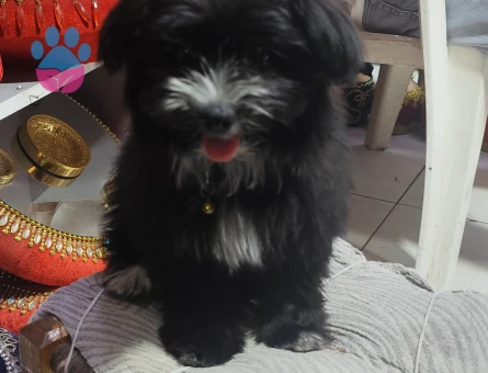 Süs köpeği