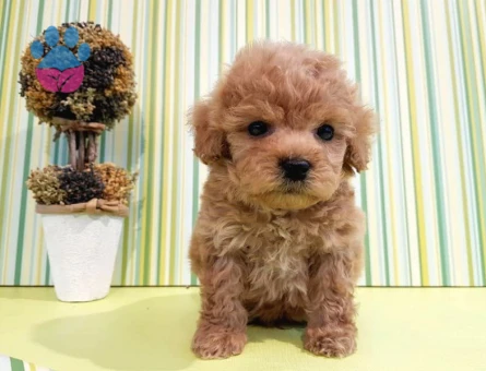 Dünya şampiyon Poodle