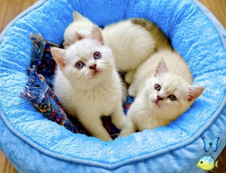 British Shorthair Bebekler 2 AYLIK - 6152