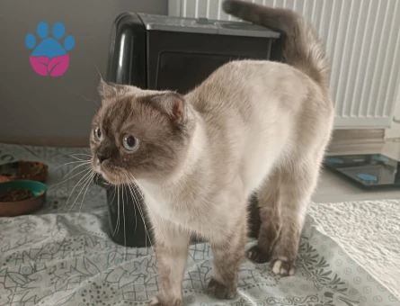 Scottish Fold 1 Yaşında Yuva Arıyoruz