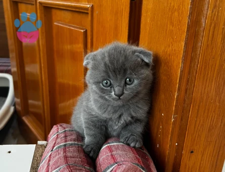Dişi British shorthair (safkan)