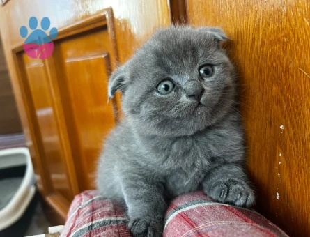 Dişi British shorthair (safkan)