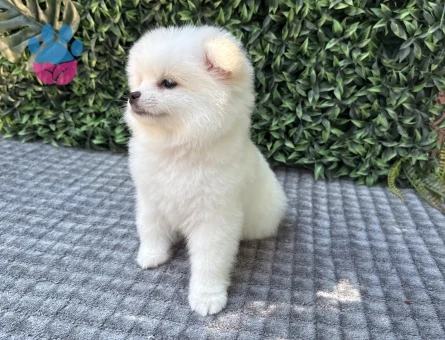 Ayı Suratlı Pomeranian Boo – Minik ve Sevimli Yavru