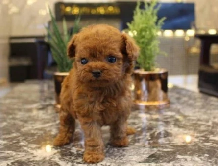 KLİNİKTE TESLİM TOY POODLE BEBEKLER - 6158
