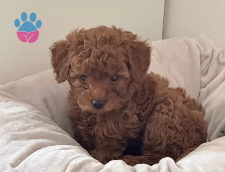 KLİNİKTE TESLİM TOY POODLE BEBEKLER