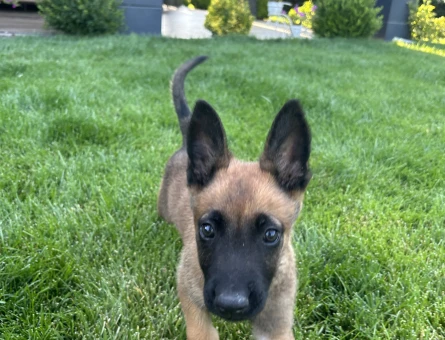 malinois belçika kurdu 2 aylık erkek - 6159