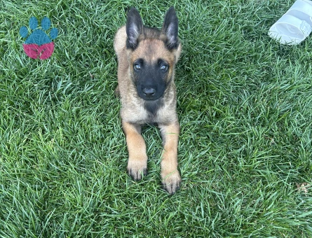 malinois belçika kurdu 2 aylık erkek