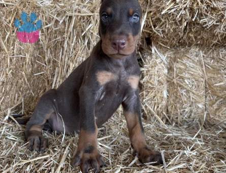 A scr li babadan doberman bebekler