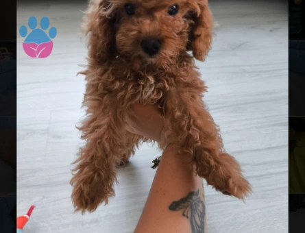 Toy poodle Sevgi dolu tuvalet eğitimli