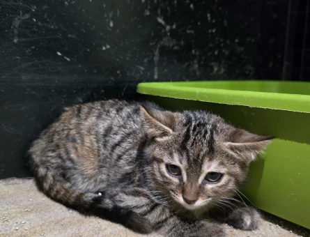 Acil kedi sahiplendirme - 6168