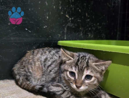 Acil kedi sahiplendirme