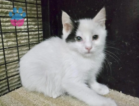 Acil kedi sahiplendirme