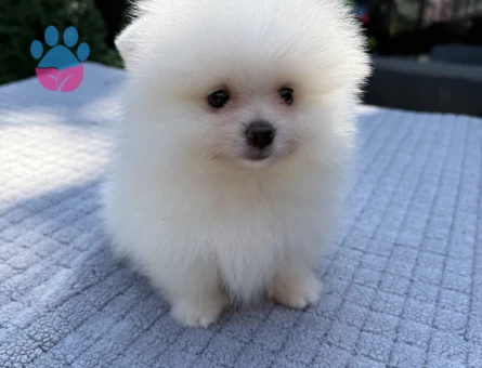 AYI SURATLI BEMBEYAZ POMERANIAN BOO
