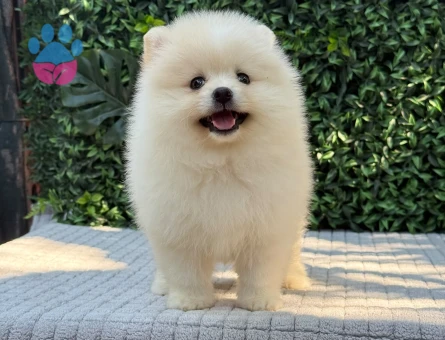 Show Kalite Pomeranian Boo Yavrusu | Teddy Face | Sağlık Garantili - 6175