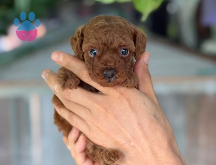 Toy Poodle 2 Aylık Bebeğimiz