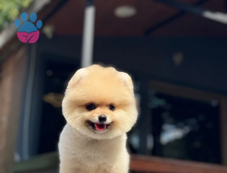 Pomeranian Boo 3 Aylık Bebek Yavrular