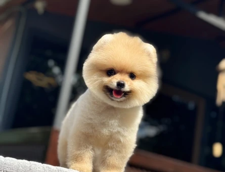 Pomeranian Boo 3 Aylık Bebek Yavrular - 6178
