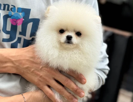 Pomeranian Boo Dişi ve Erkek Bebeklerimiz