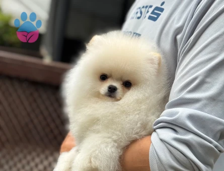 Pomeranian Boo Dişi ve Erkek Bebeklerimiz - 6179