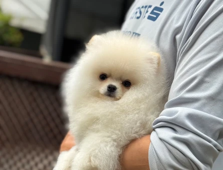 Pomeranian Boo Dişi ve Erkek Bebeklerimiz - 6179