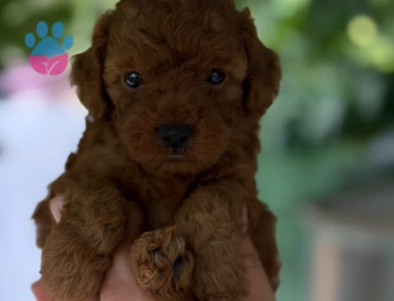 Poodle Yavrularımız 2 Aylıklar - 6180