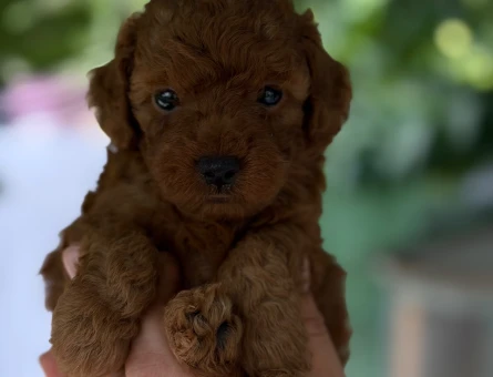 Poodle Yavrularımız 2 Aylıklar - 6180
