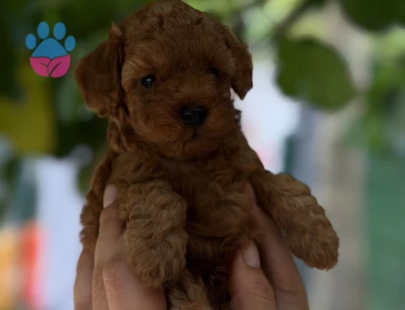 Poodle Yavrularımız 2 Aylıklar