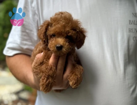 Poodle 2 Aylık Yavrularımız Yuva Arıyor - 6181