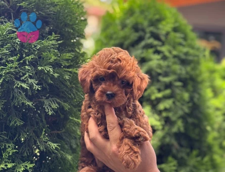 Poodle 2 Aylık Yavrularımız Yuva Arıyor