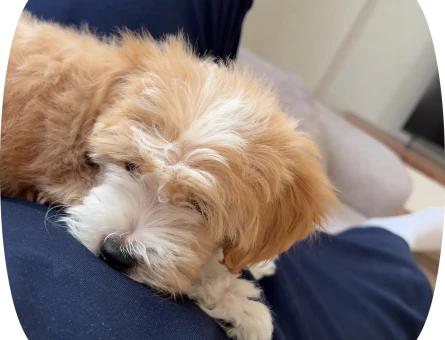 Maltipoo - 6183