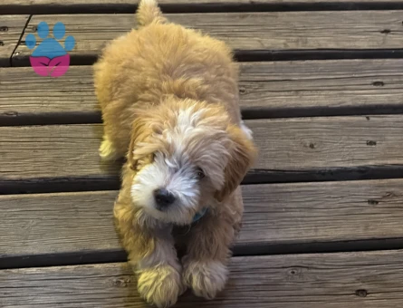 Maltipoo