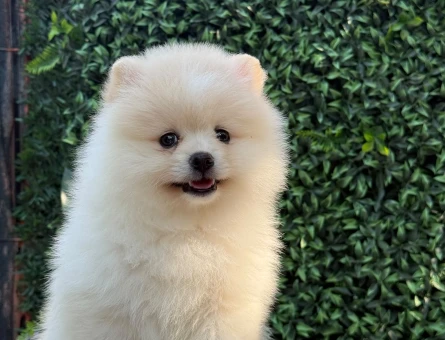 Ayıcık Suratlı Pomeranian Boo Yavrusu | Safkan | Sağlık Garantili - 6185