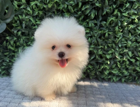 Ruhsatlı Üretimden Safkan Pomeranian Boo Yavrusu | Teddy Face | Sağlık Garantili - 6186