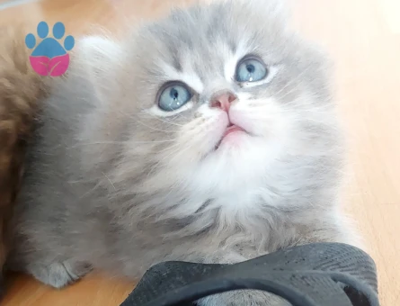 British longhair bal bebekler