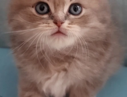 British longhair bal bebekler - 6190