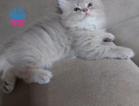British longhair bal bebekler