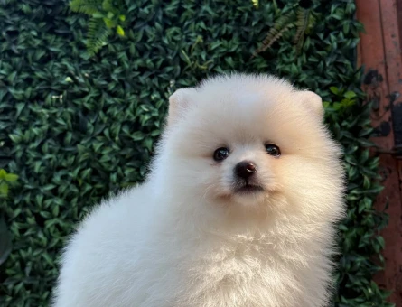 Muhteşem Teddy Face Pomeranian Boo | Ruhsatlı Üretim | Sağlık Garantili Safkan Yavru - 6189
