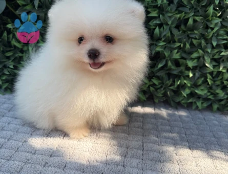 Muhteşem Teddy Face Pomeranian Boo | Ruhsatlı Üretim | Sağlık Garantili Safkan Yavru