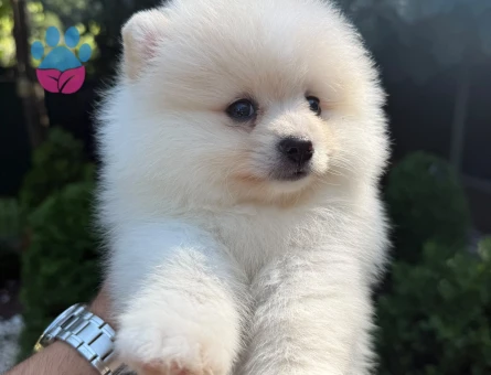 Hayran Bırakan Teddy Face Pomeranian Boo | Ruhsatlı Üretim | Sağlık Garantili - 6191