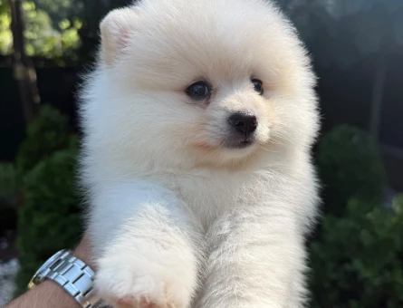 Hayran Bırakan Teddy Face Pomeranian Boo | Ruhsatlı Üretim | Sağlık Garantili - 6191